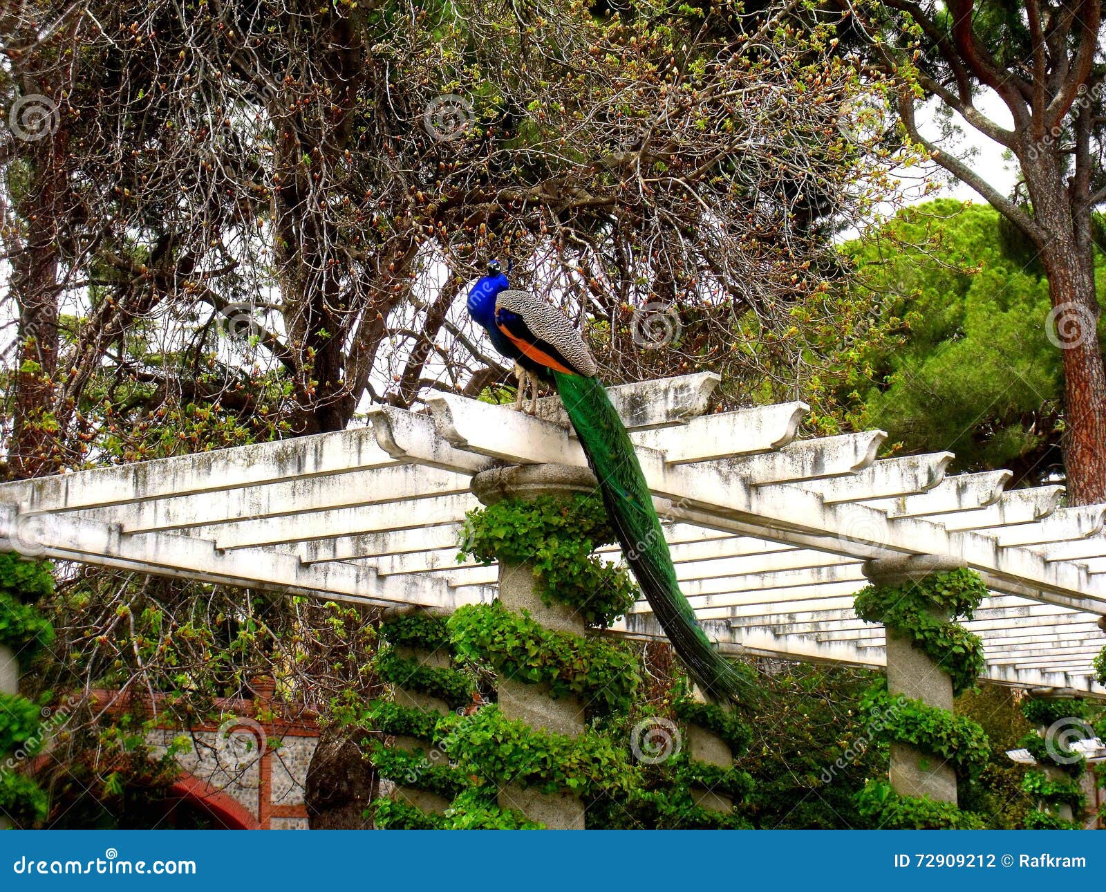 peacock in cecilio rodriguez garden,retiro parkmadrid