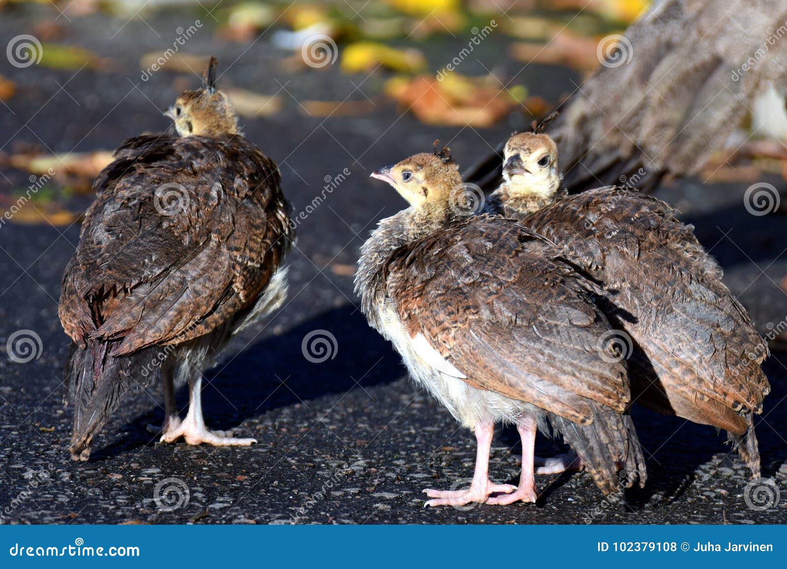 peacock chicks