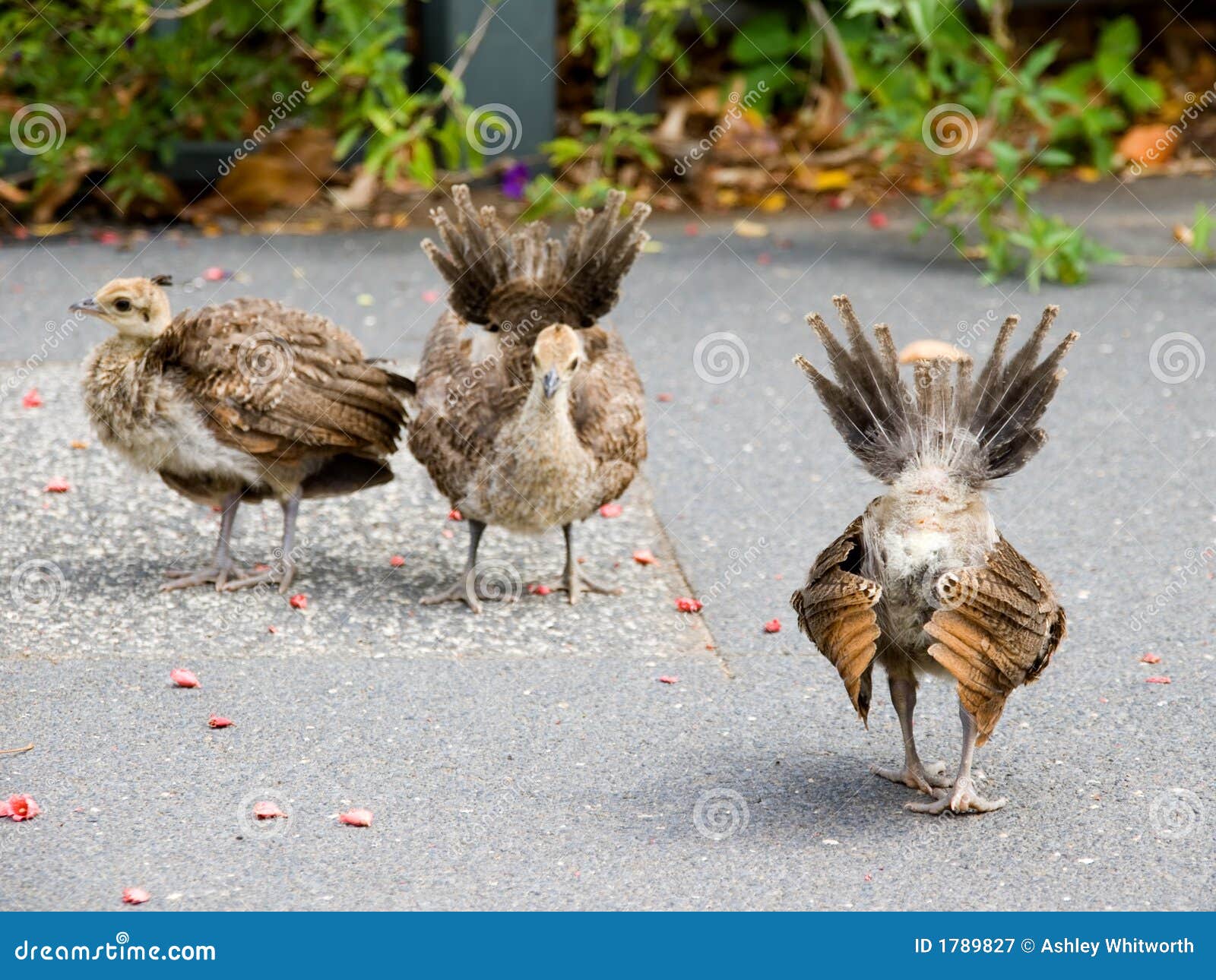 peacock chicks