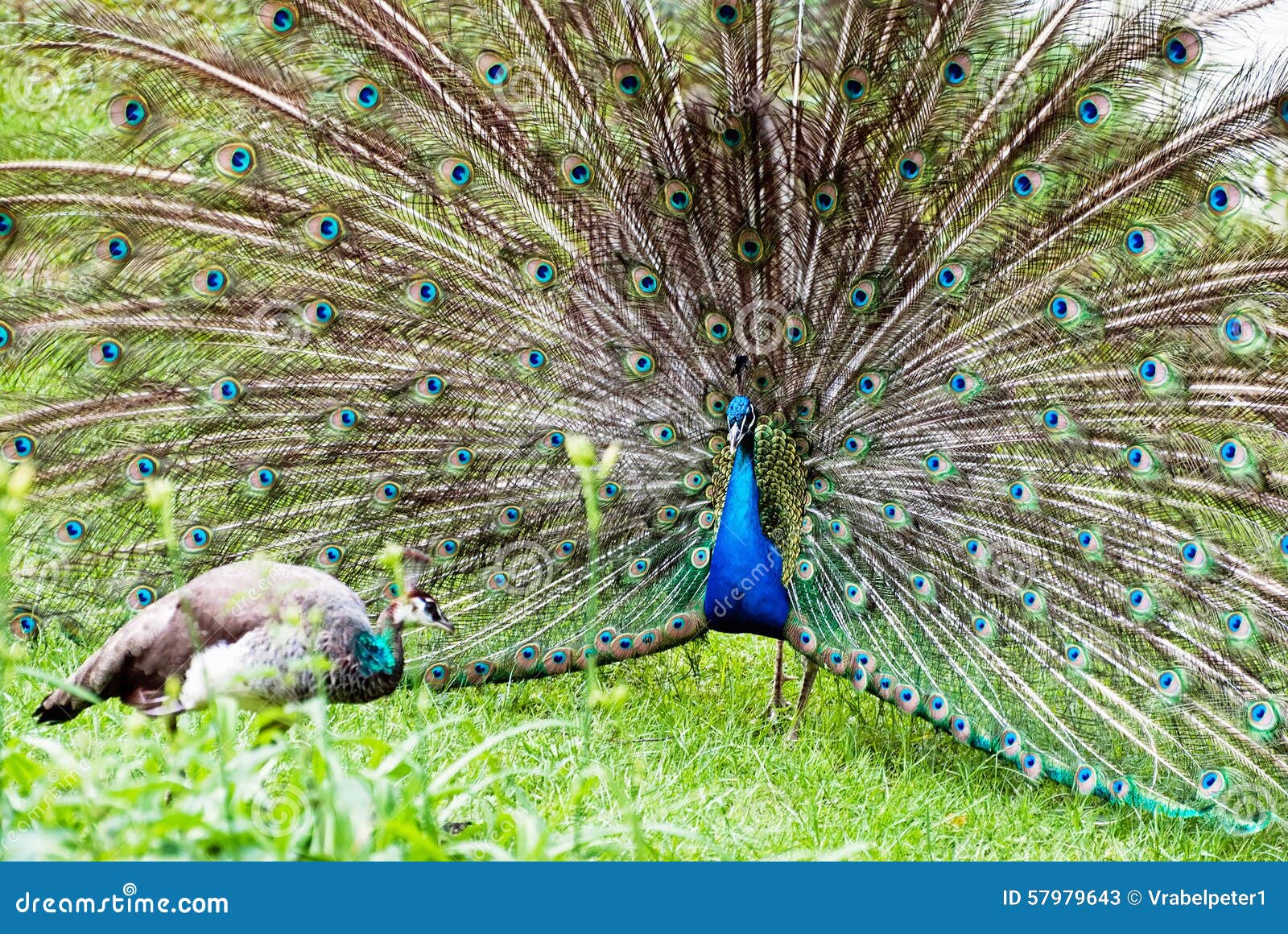 Peacock Couple