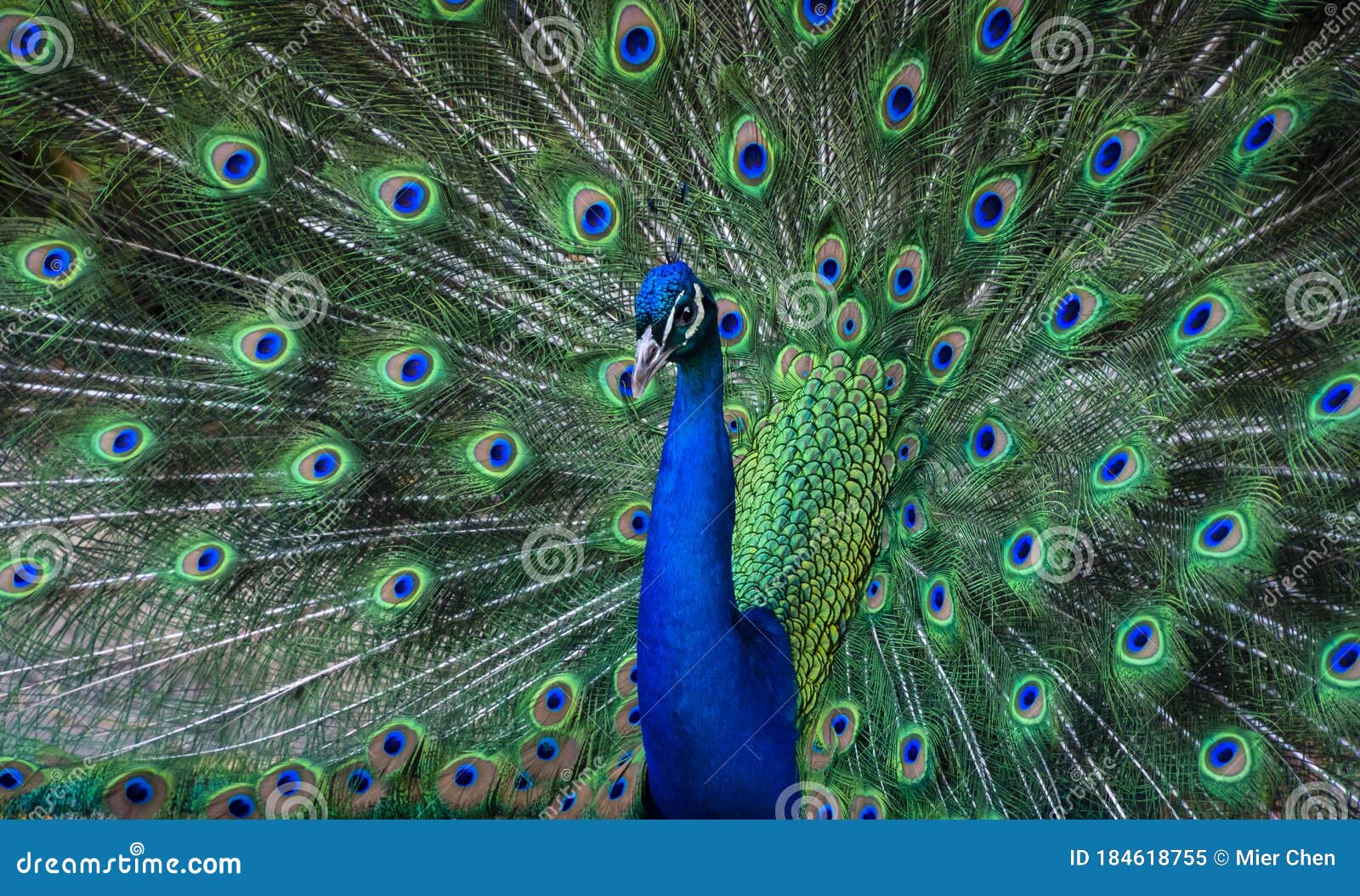 Male Peacock Dance Display stock image. Image of bright 184618755