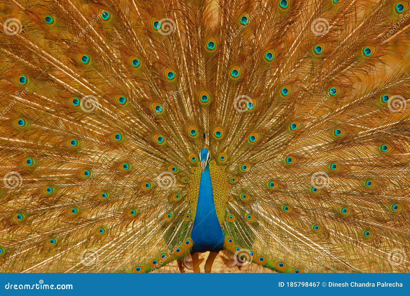 Peacock is Dancing, Natural, Nature, Wallpaper Stock Image - Image of click, nature: 185798467 Peacock is Dancing, Natural, Nature, Wallpaper Stock Image - Image of click, nature: 185798467