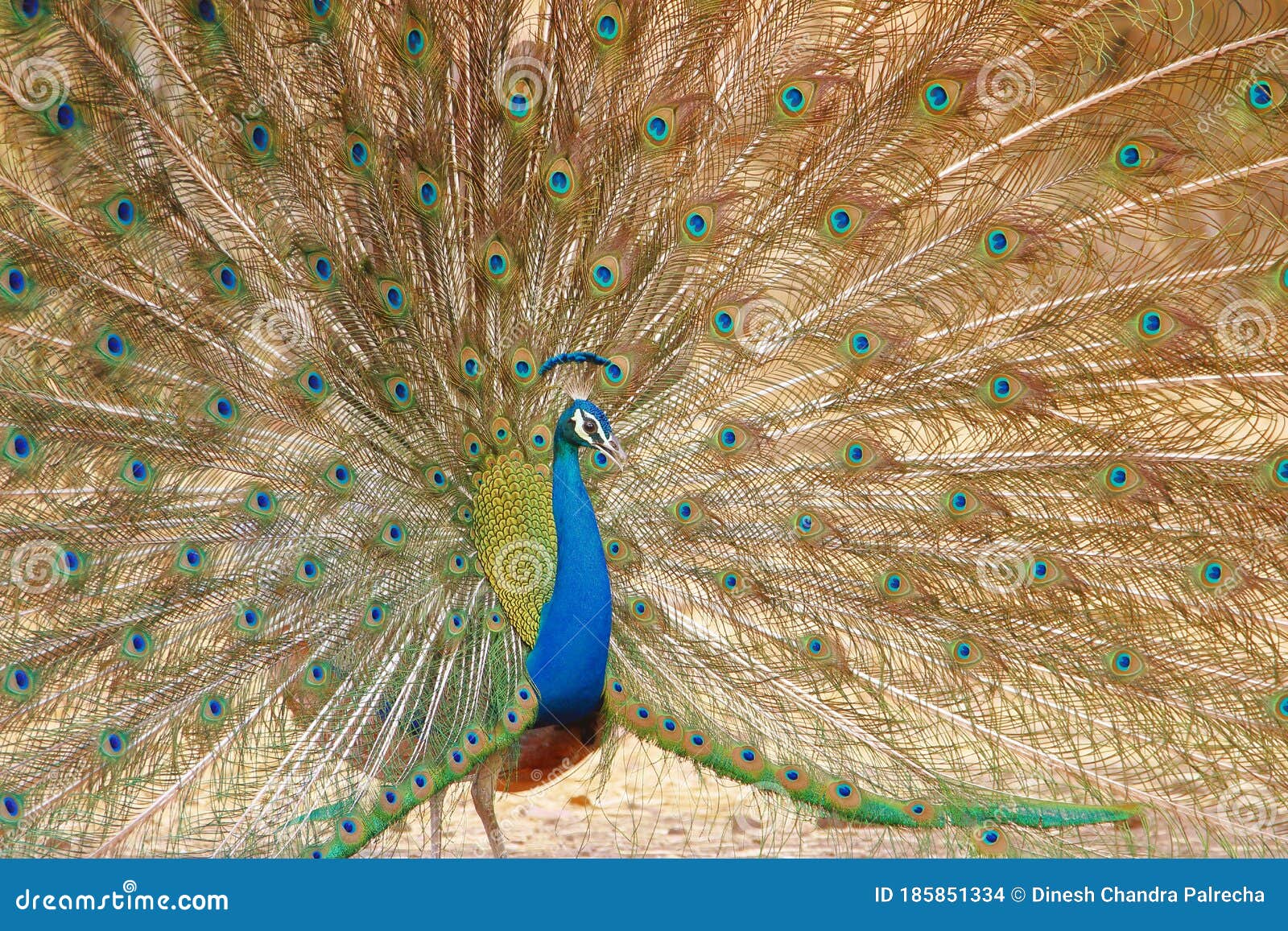 Peacock is Dancing, Natural, Nature, Wallpaper Stock Photo - Image of  artistic, hanuman: 185851334