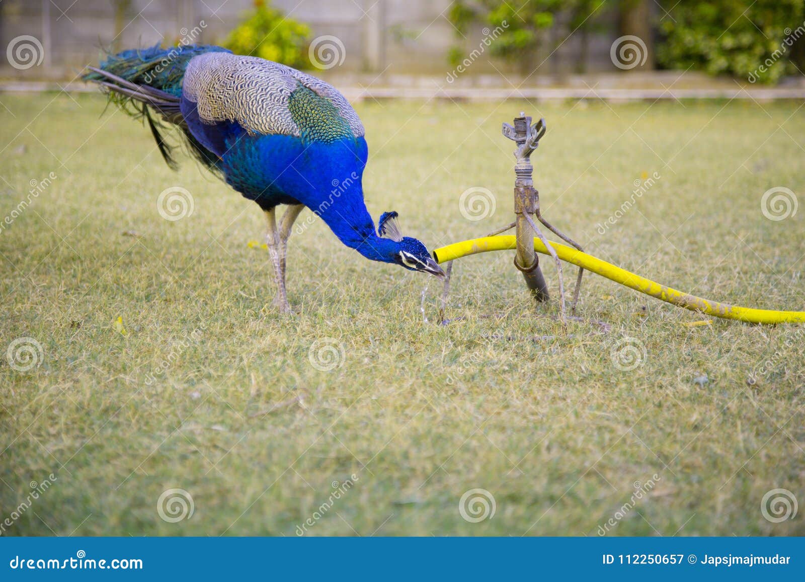 Peacock Drinking Water from Sprinkler Stock Image - Image of human,  peacock: 112250657
