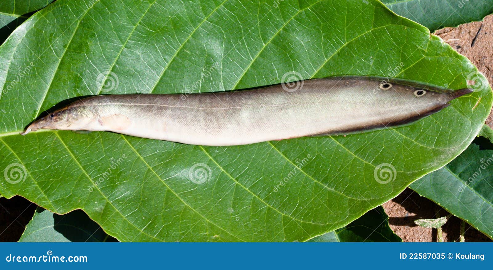 Peacock Eel stock image. Image of long, fisheries, stream - 22587035