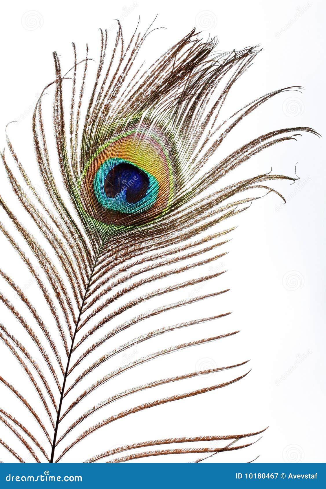 The peacock eye stock image. Image of beauty, feather - 10180467
