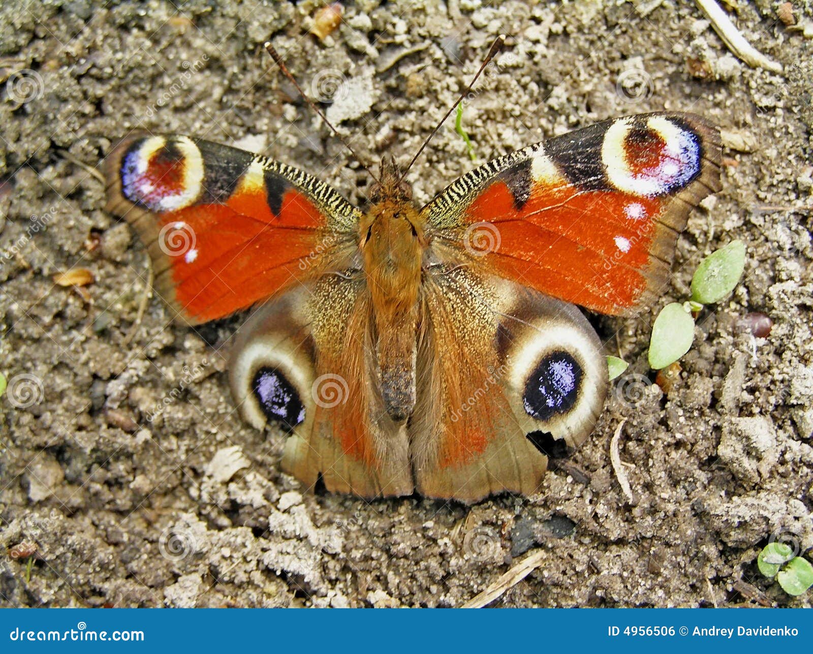 Daily Peacock Eye. Inachis Io. Stock Photo - Image of summer, spring ...