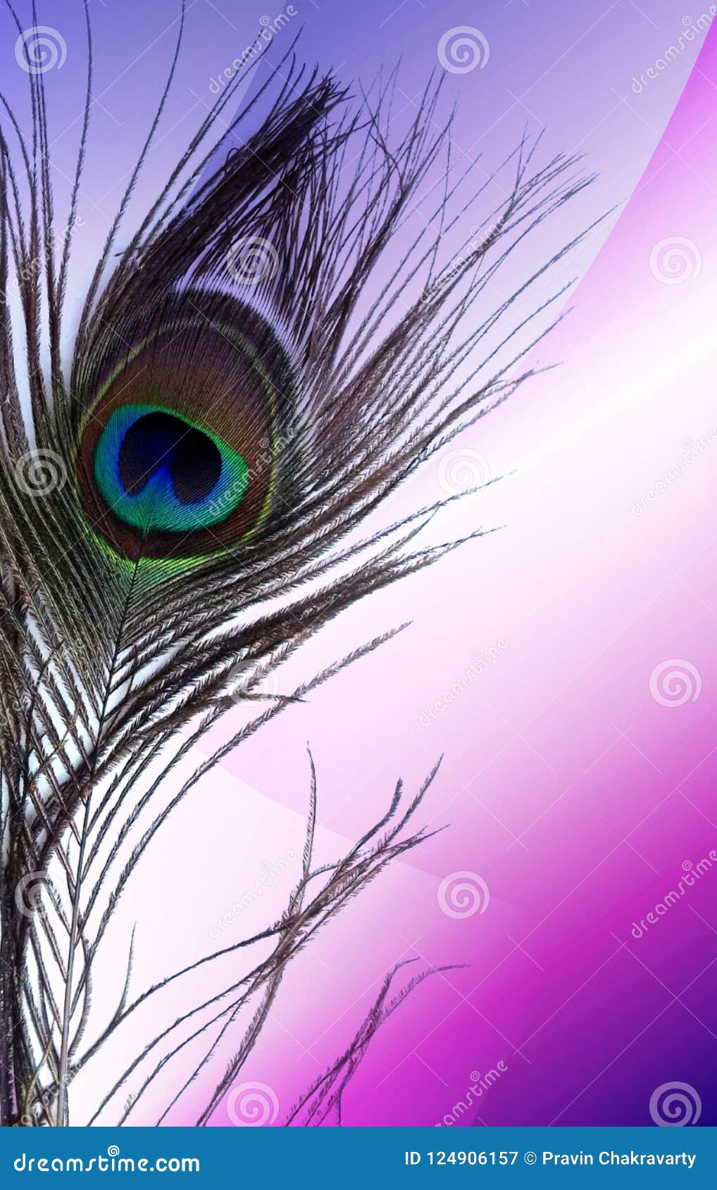 Peacock Fathers with Abstract Multicolored Shaded Background. Vector  Illustration Stock Image - Image of packaging, fowl: 124906157