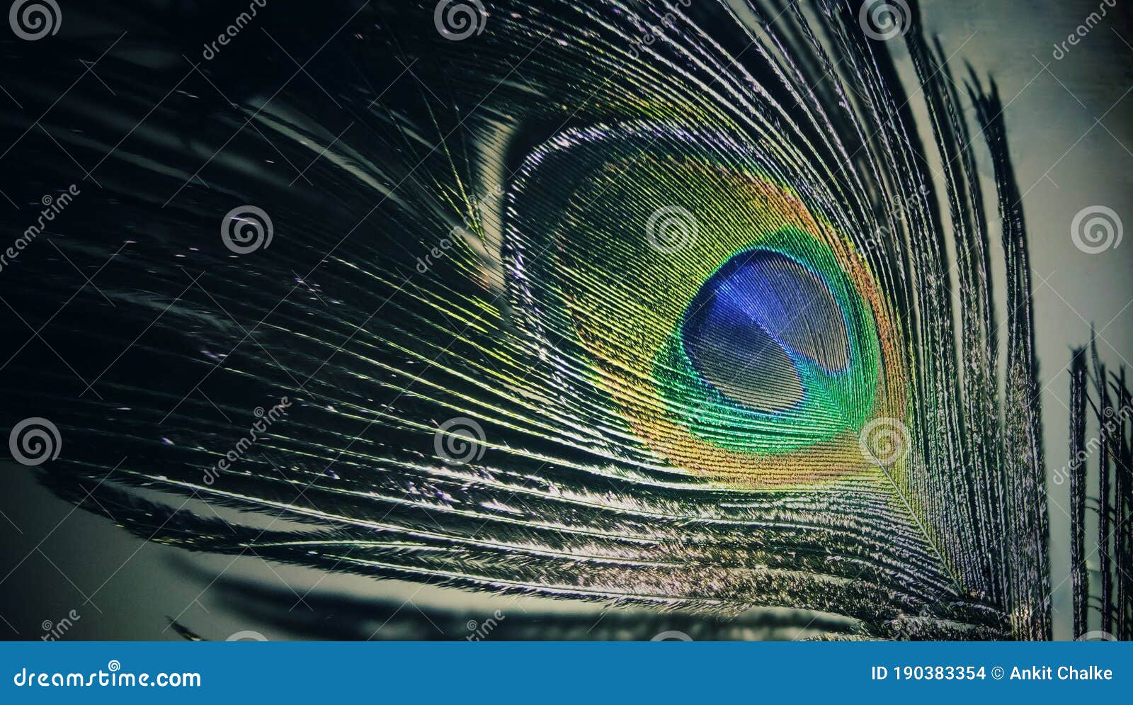 Peacock feather, Mor pankh stock photo. Image of beuty - 190383354
