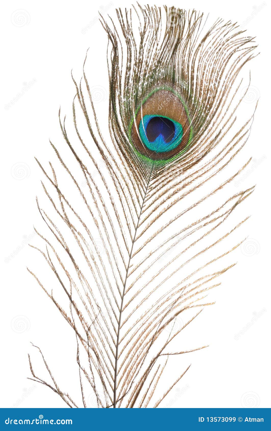 Peacock feather stock image. Image of feather, plumage - 13573099
