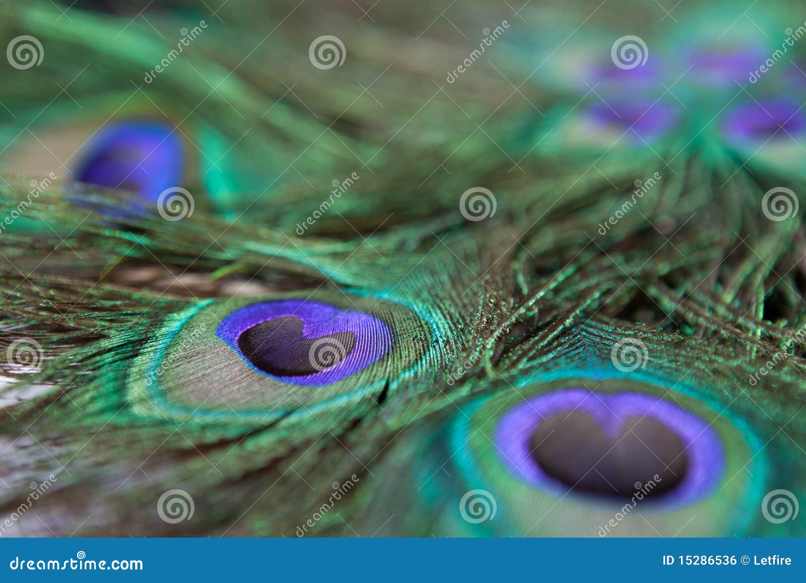 Aqua Green Feathers Background Stock Photo, Picture and Royalty Free Image.  Image 17226915.