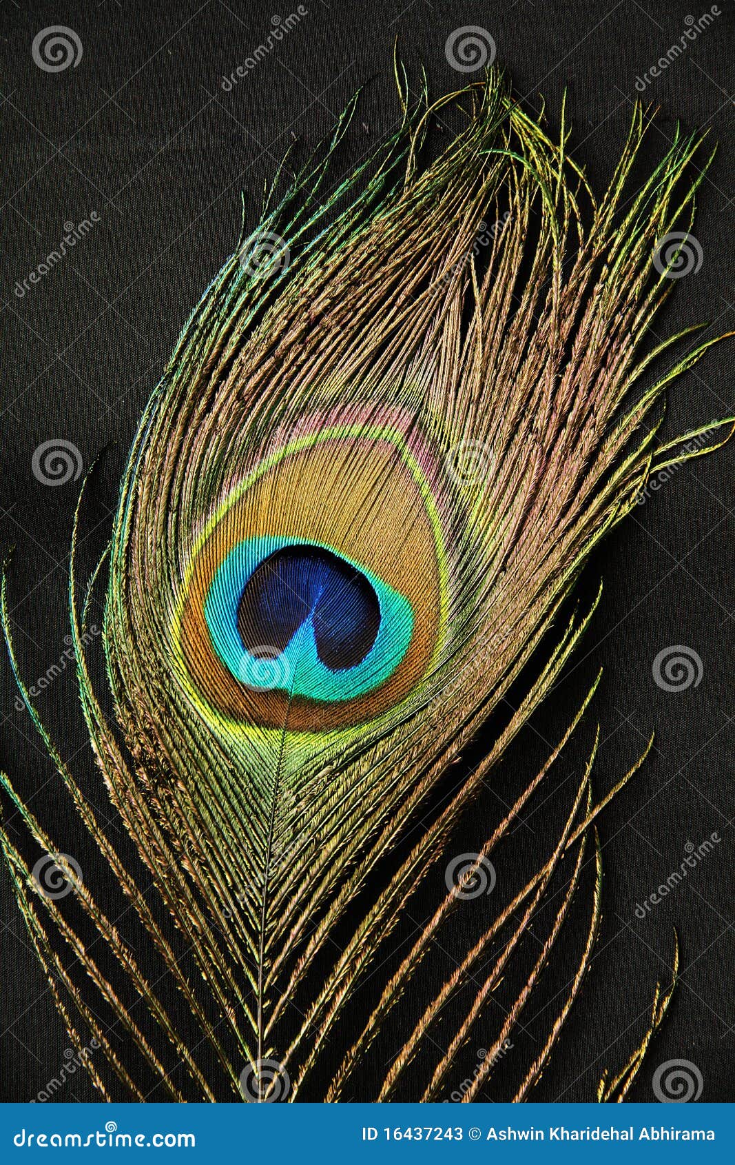 Peacock feather stock image. Image of organic, portrait - 16437243