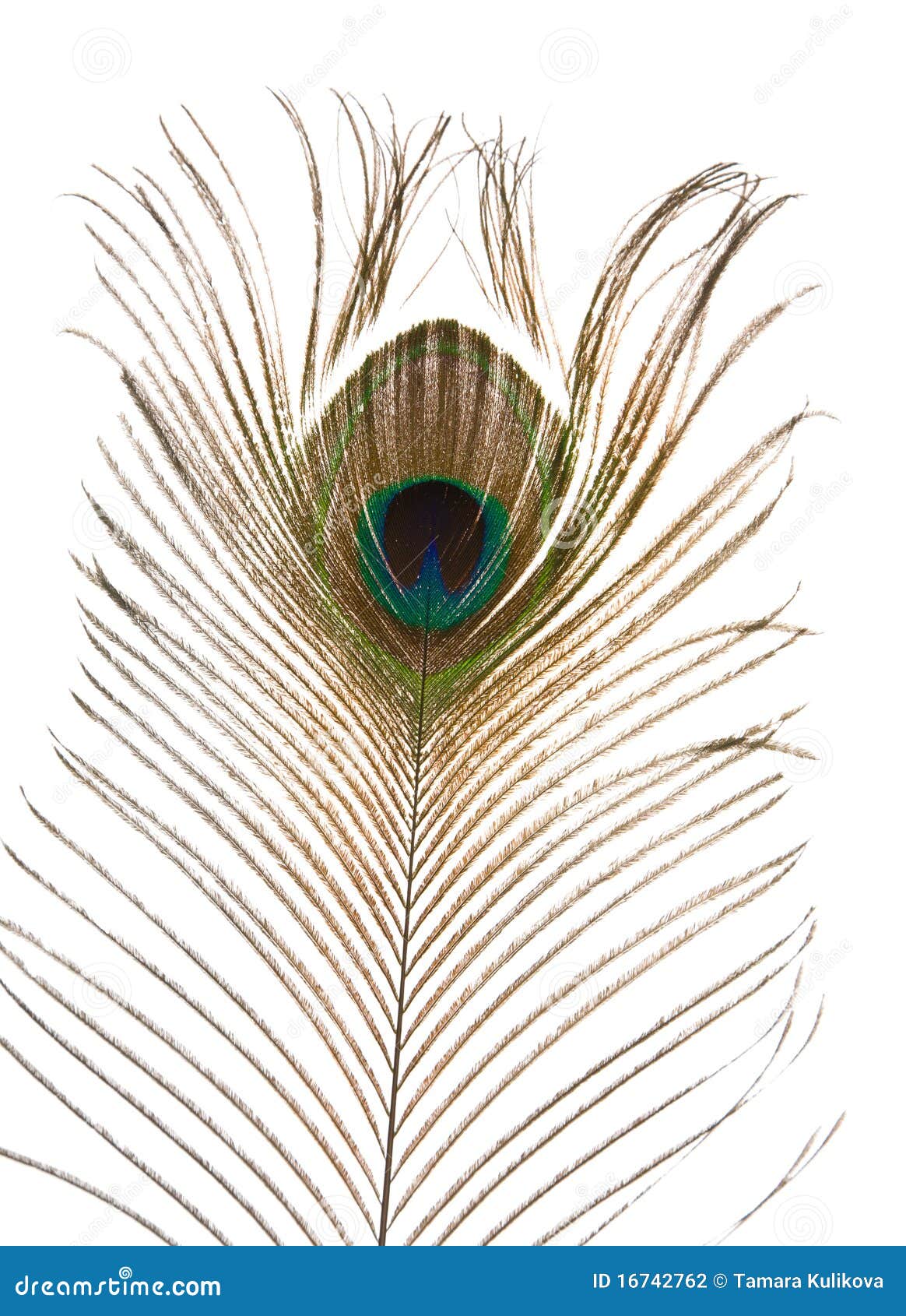 Peacock feather stock photo. Image of pattern, beautiful - 16742762