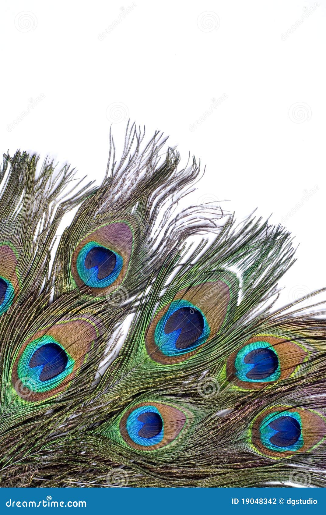 Peacock quiver feather stock photo. Image of bird, swaying - 19048342