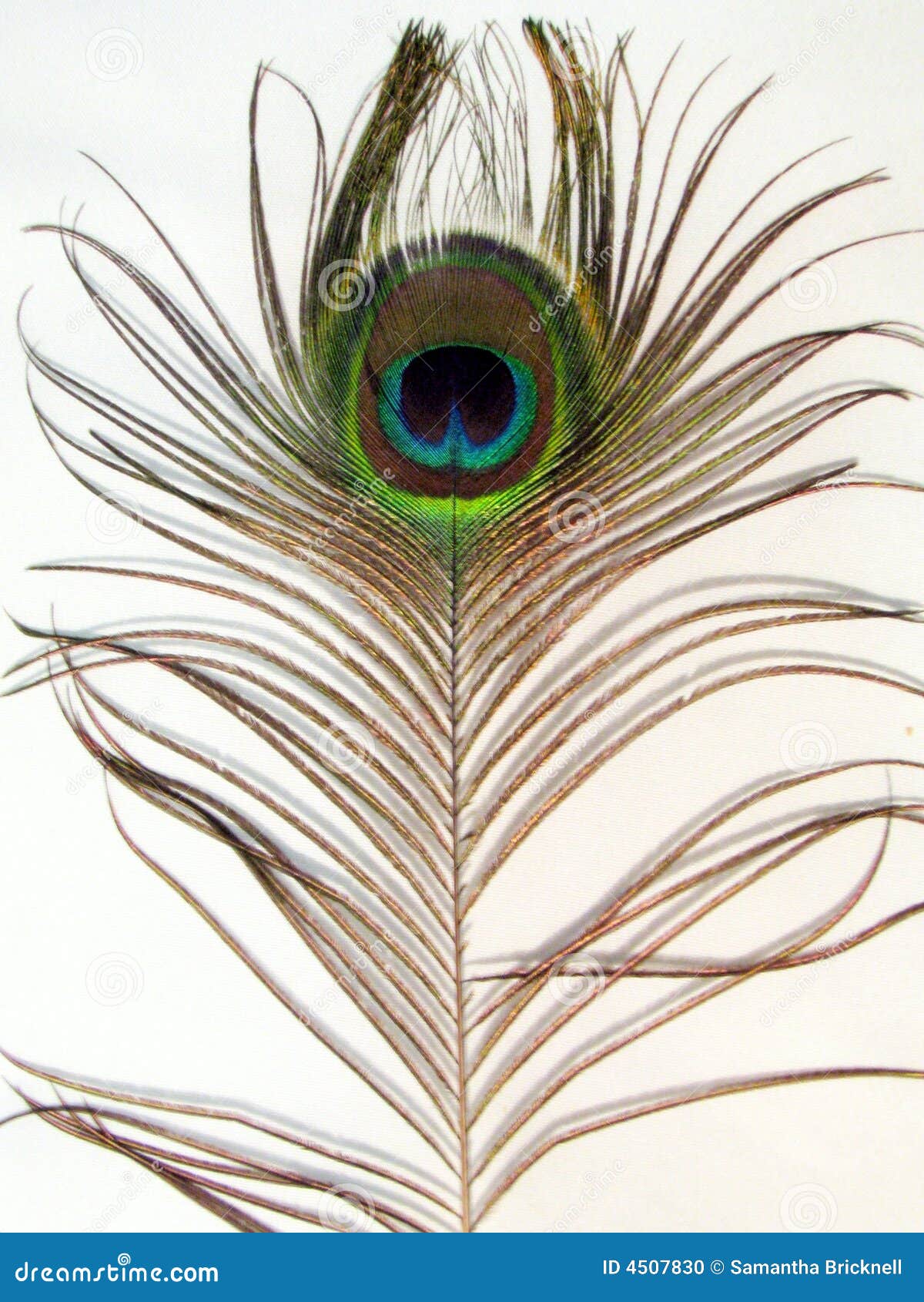 Peacock Feather stock photo. Image of bird, colourful - 4507830