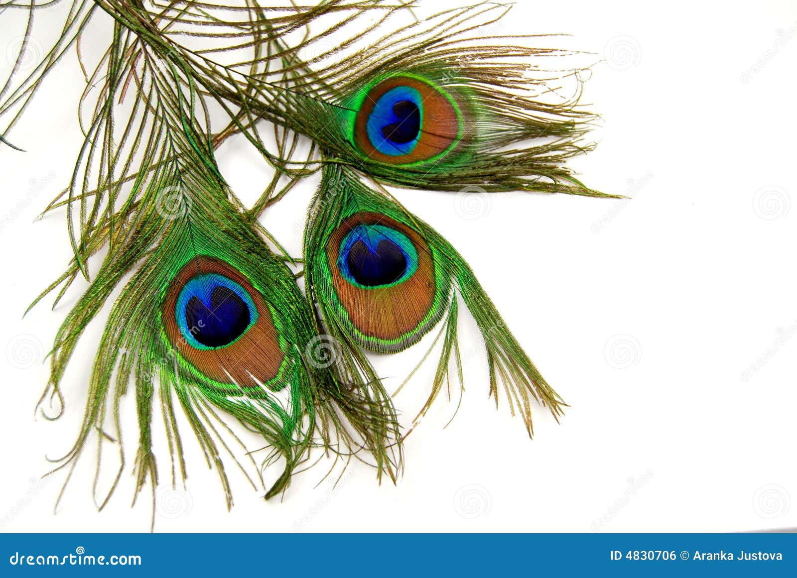 Green Feathers Images – Browse 1,338,698 Stock Photos, Vectors, and Video