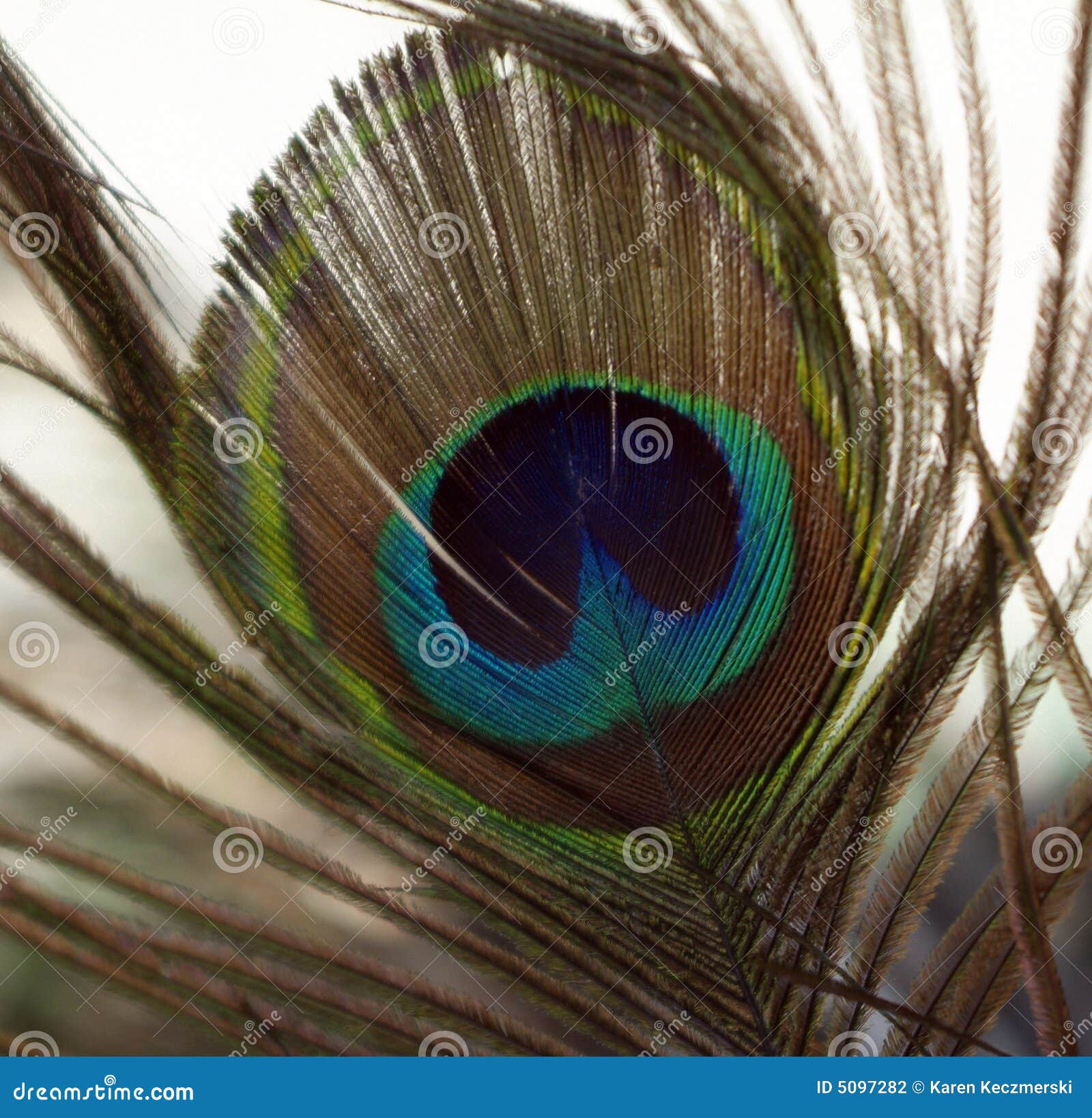 Peacock Feather stock photo. Image of golden, green, color - 5097282