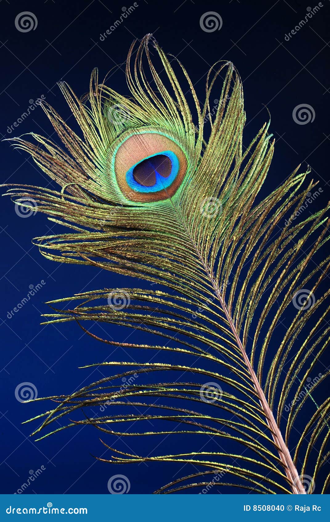 Peacock feather stock photo. Image of decoration, color - 8508040