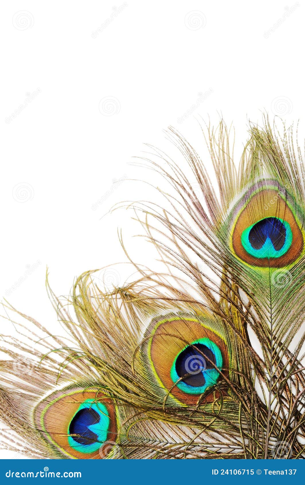 Peacock Feather Background Royalty Free Stock Photo - Image: 24106715