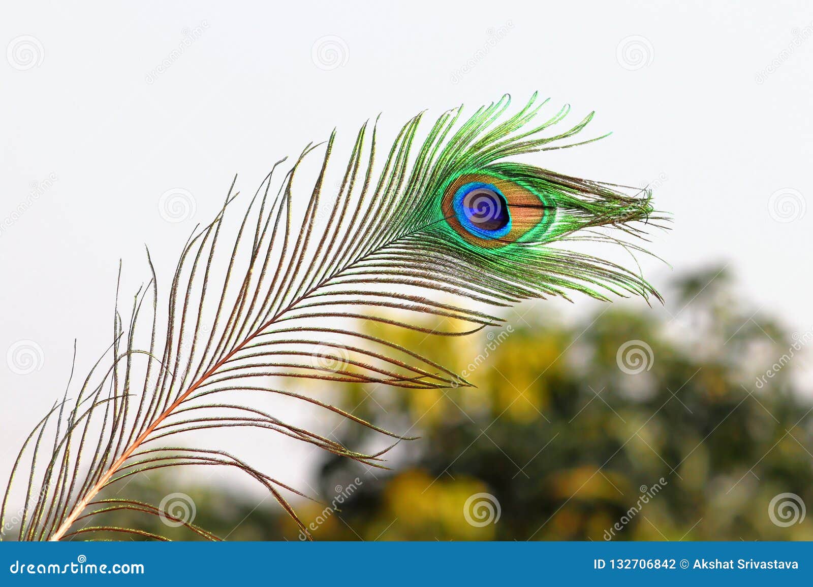 133 Peacock Feather Black Background Stock Photos HighRes Pictures and  Images  Getty Images