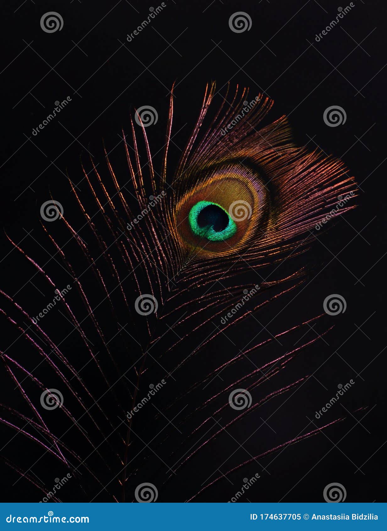 Peacock Feather on Black  on Black. Stock Image - Image  of bright, detail: 174637705