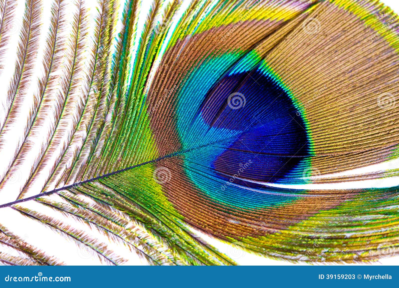Peacock feather closeup stock image. Image of green, macro - 39159203