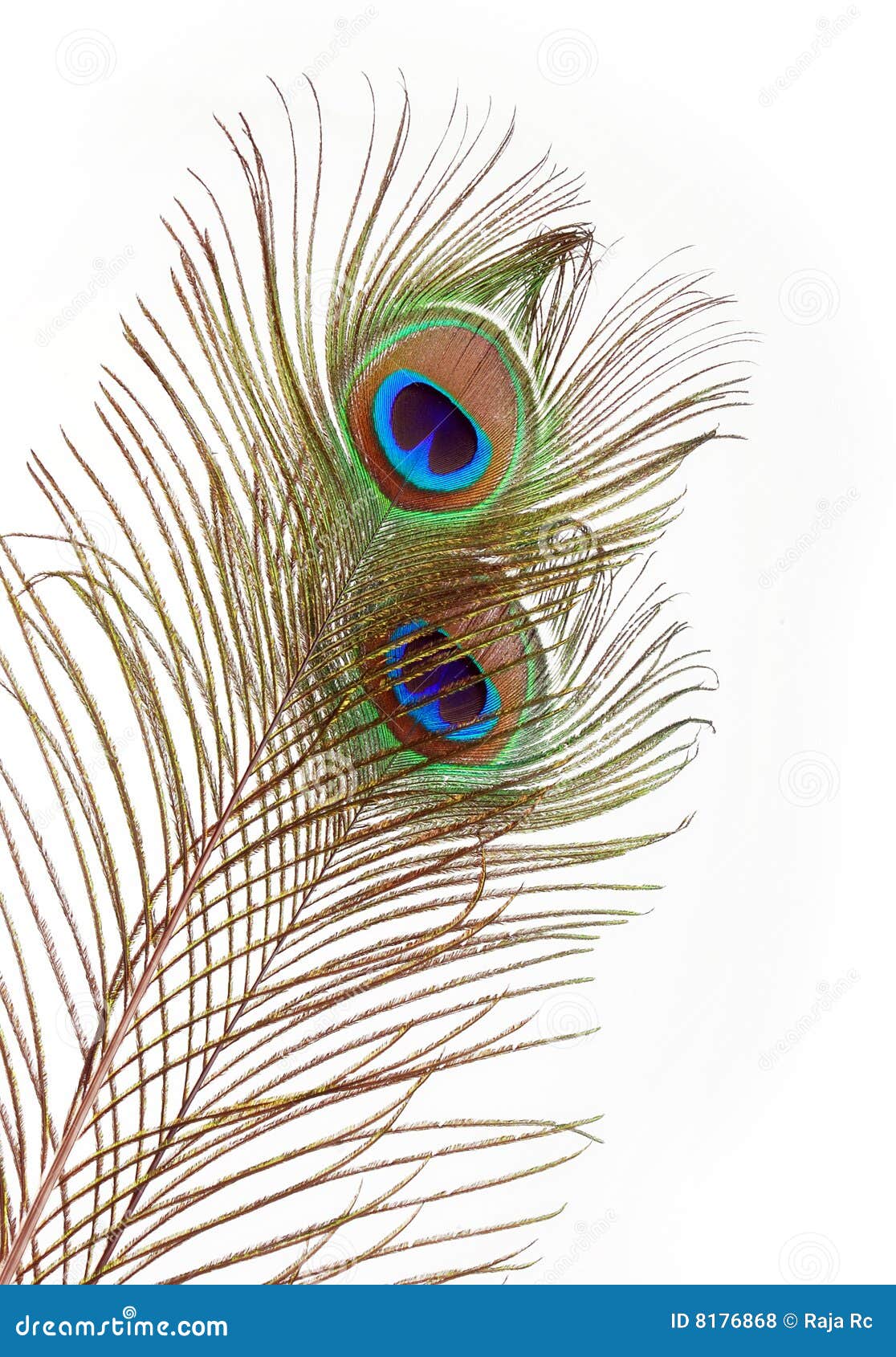 Peacock feather eye stock photo. Image of nature, bright - 8176868