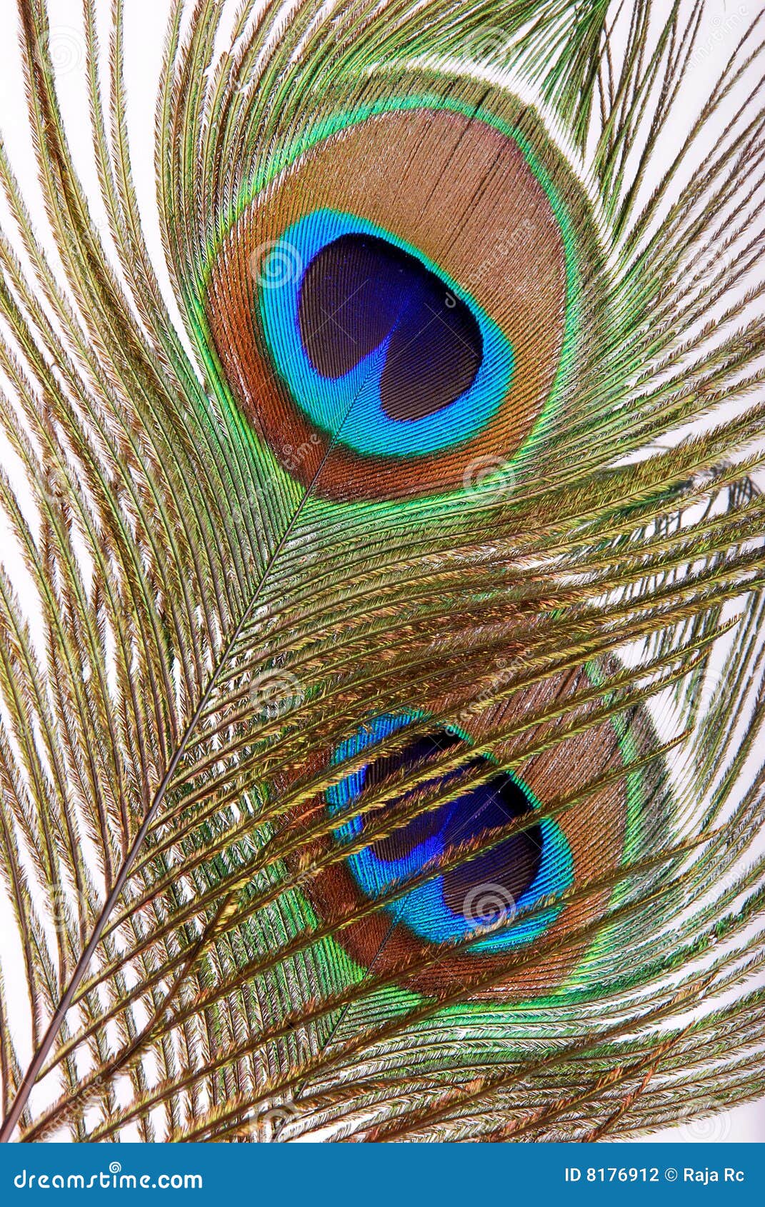 Peacock feather eye stock photo. Image of gold, pretty - 8176912, image size:1071x1690