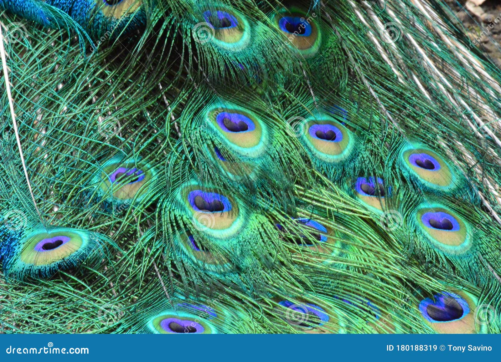 Peacock Feather Eye Blue Green Background Stock Image - Image of  appearance, peacock: 180188319
