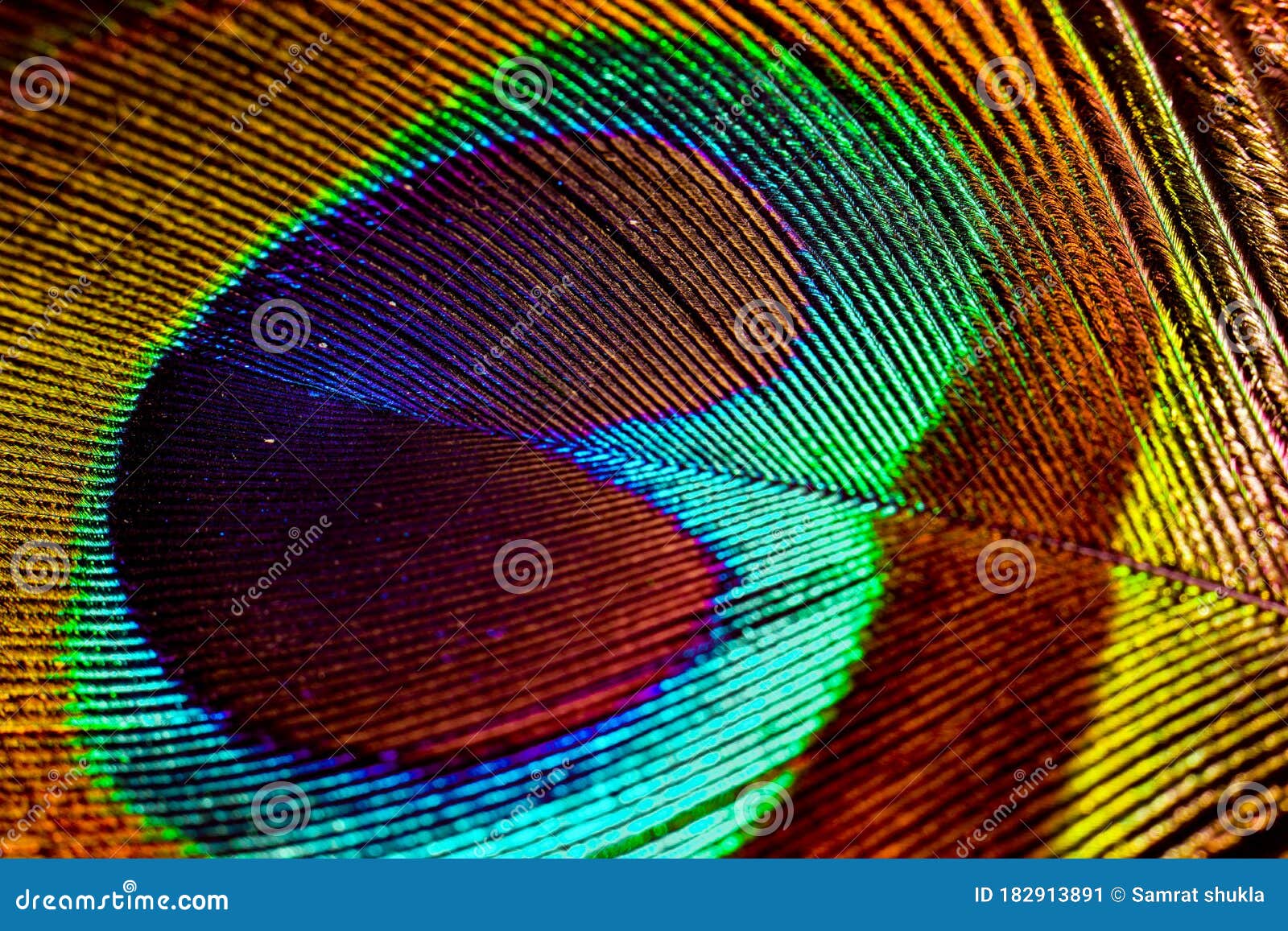 Peacock Feather, Wallpaper, Eyecatching, Purple Feather Stock Image
