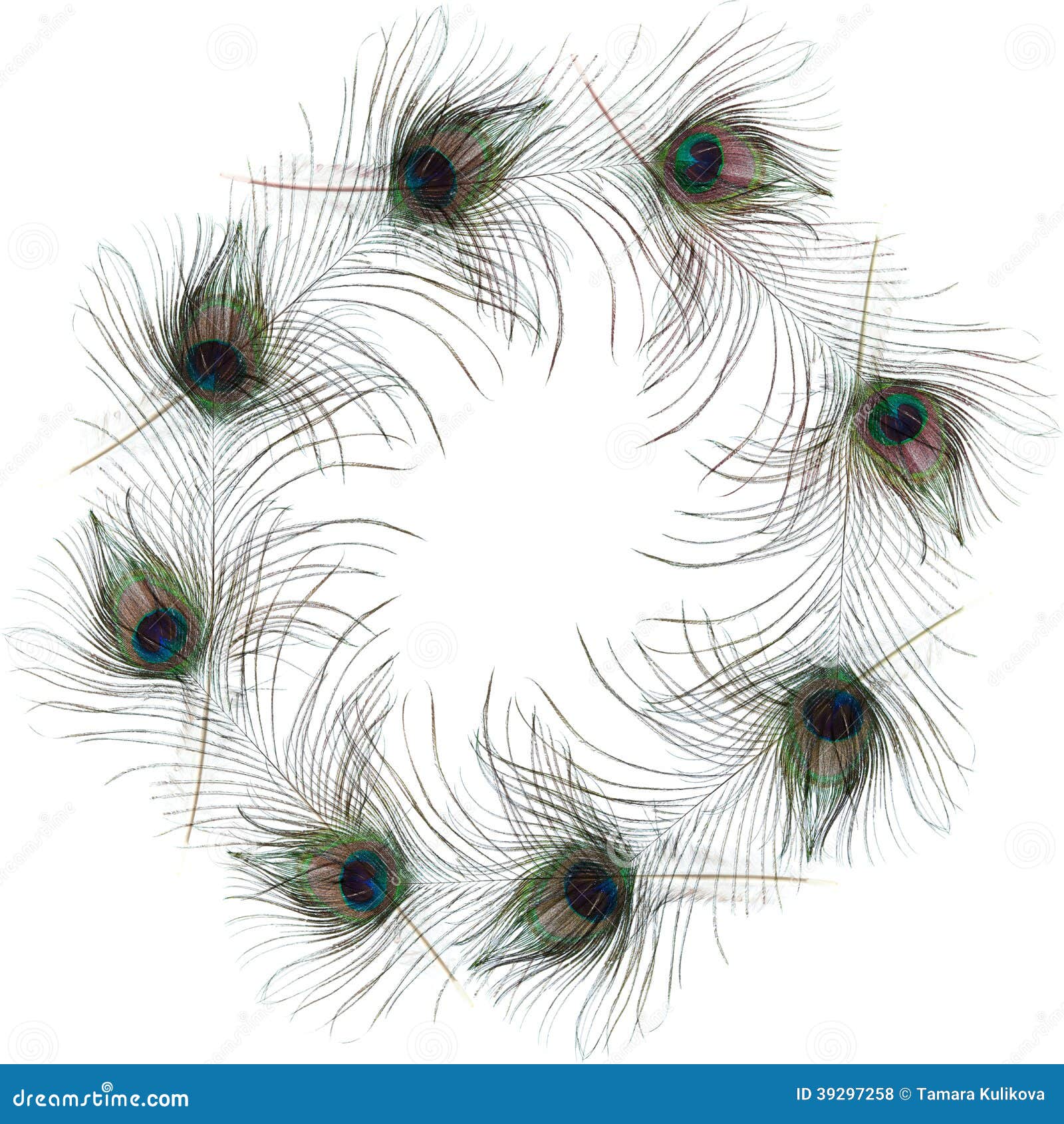 Peacock Feather Frame Isolated Stock Photo - Image of bird, cutout