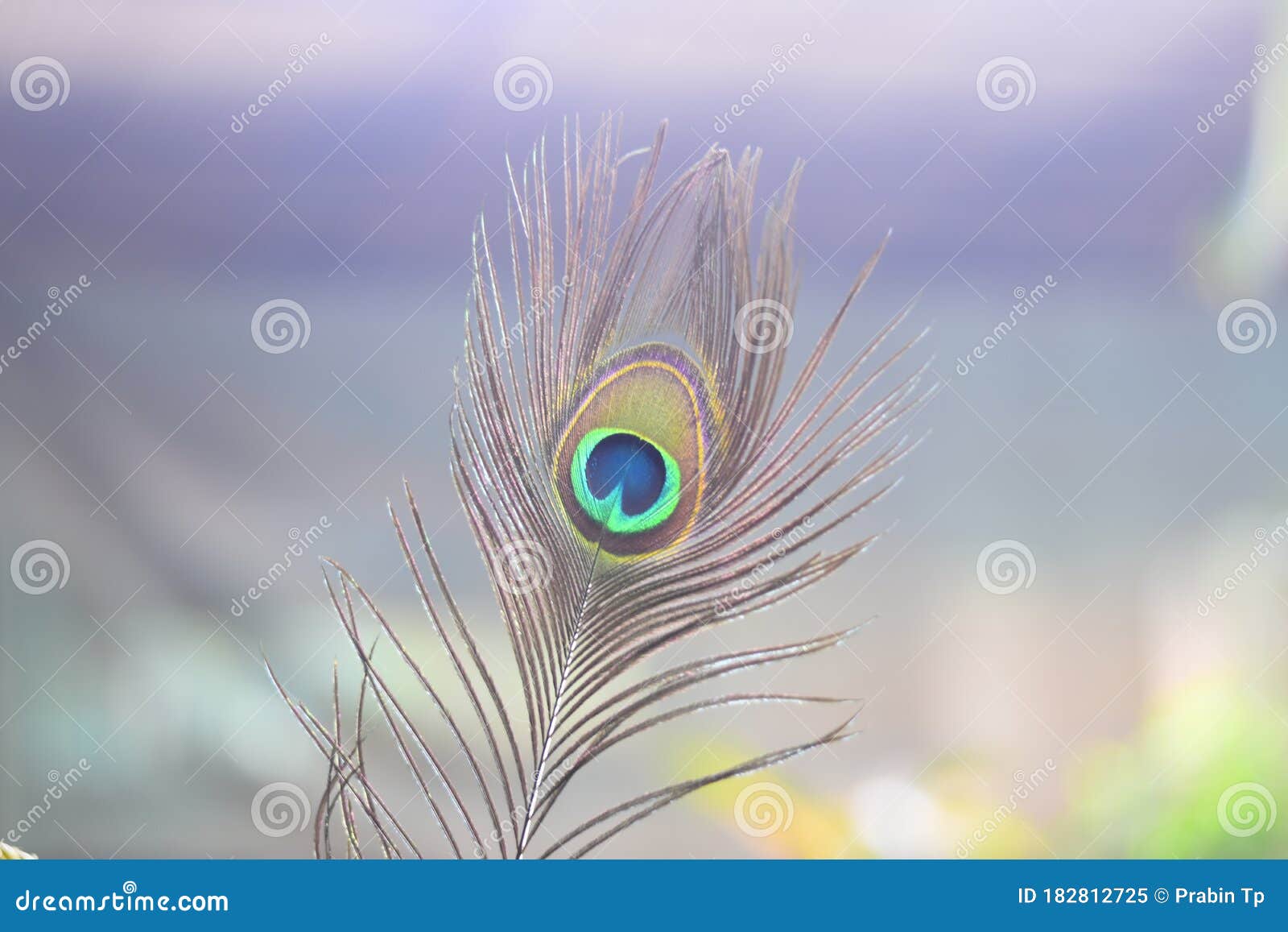 Peacock feather. stock image. Image of nature, blue - 182812725