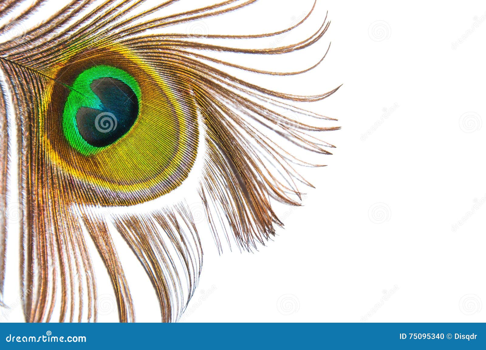 Peacock Feather Isolated on a White Background Stock Photo - Image of ...