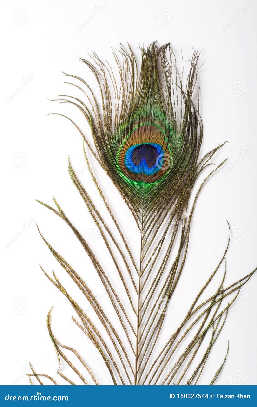 Peacock Feather or Morpankh Isolated on White Background Stock Photo ...