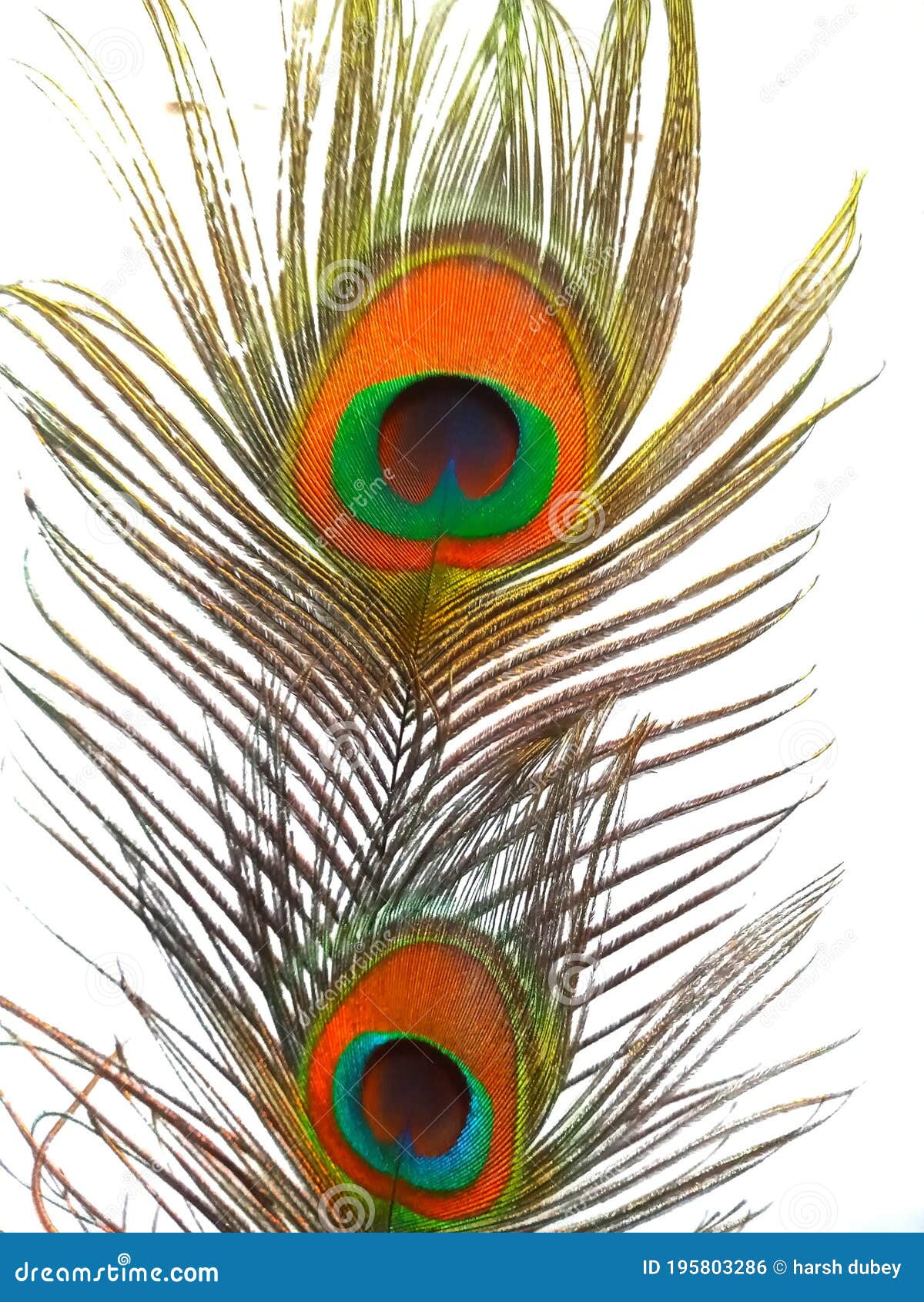 Peacock Feather or Morpankh with White Background Stock Photo - Image ...