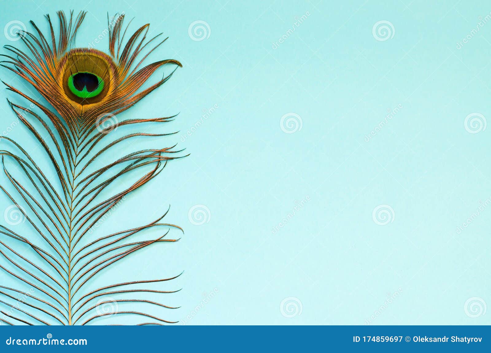 Peacock Feather on a Pale Blue Background Stock Image - Image of details,  feathers: 174859697