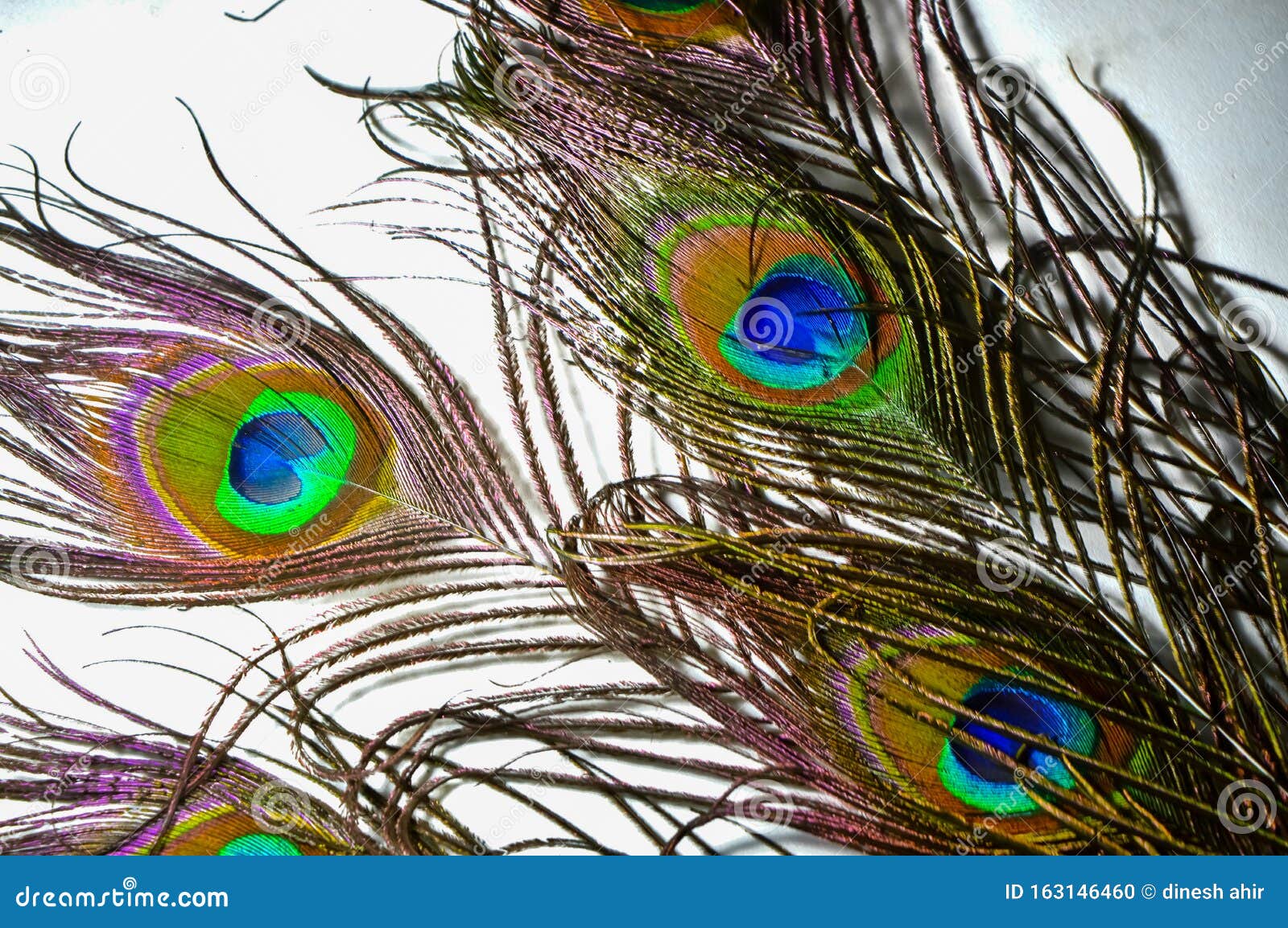 Peacock Feather,peacocks Tail ,birds Tail ,peacocks Feathers on ...