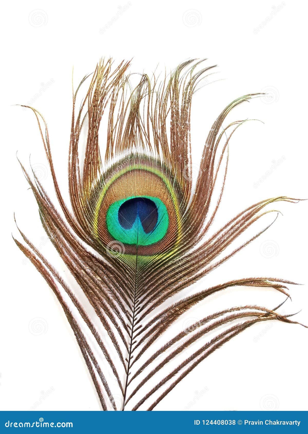 Peacock Feather on White Background. Stock Illustration - Illustration ...