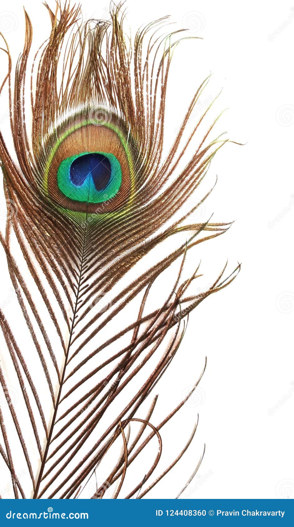 Peacock Feather on White Background. Stock Photo - Image of macro ...
