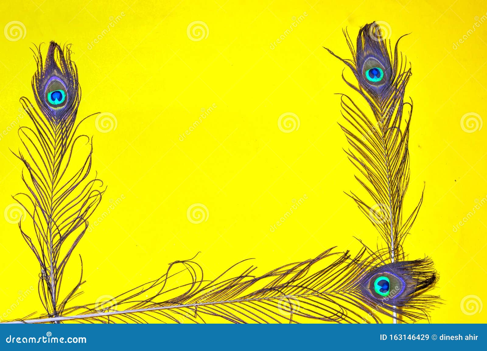 Nếu bạn đang tìm kiếm một hình nền đẹp và nổi bật cho thiết bị của mình, hãy xem qua hình ảnh về Peacock Feather Yellow Background! Với màu vàng tươi sáng và hoa văn lông vũ độc đáo của mình, hình ảnh này sẽ mang đến một phong cách độc đáo và thu hút cho thiết bị của bạn.