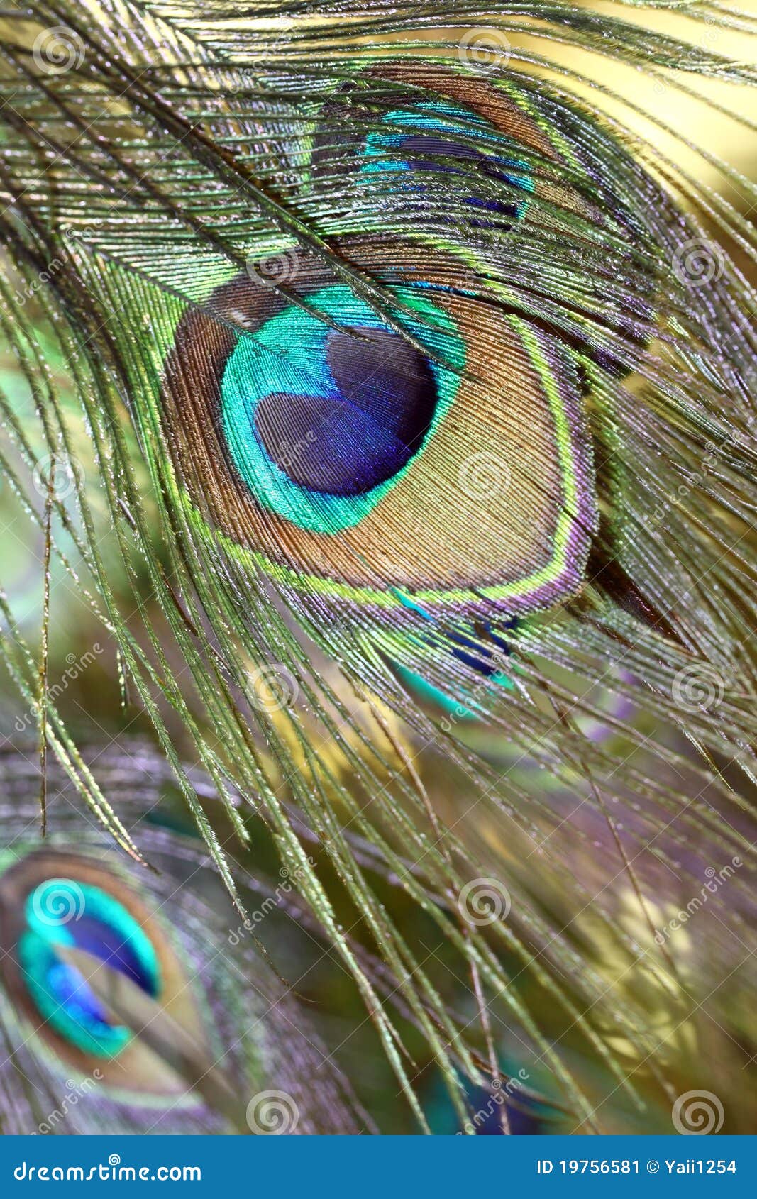 179 Peacock Feather Ornamental Wallpaper Stock Photos - Free ...