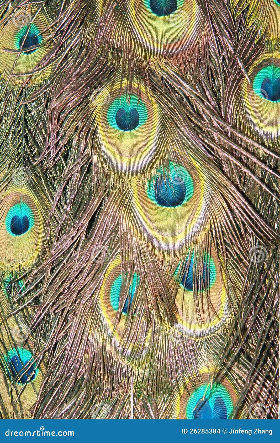 Peacock feathers stock photo. Image of birds, feather - 26285384