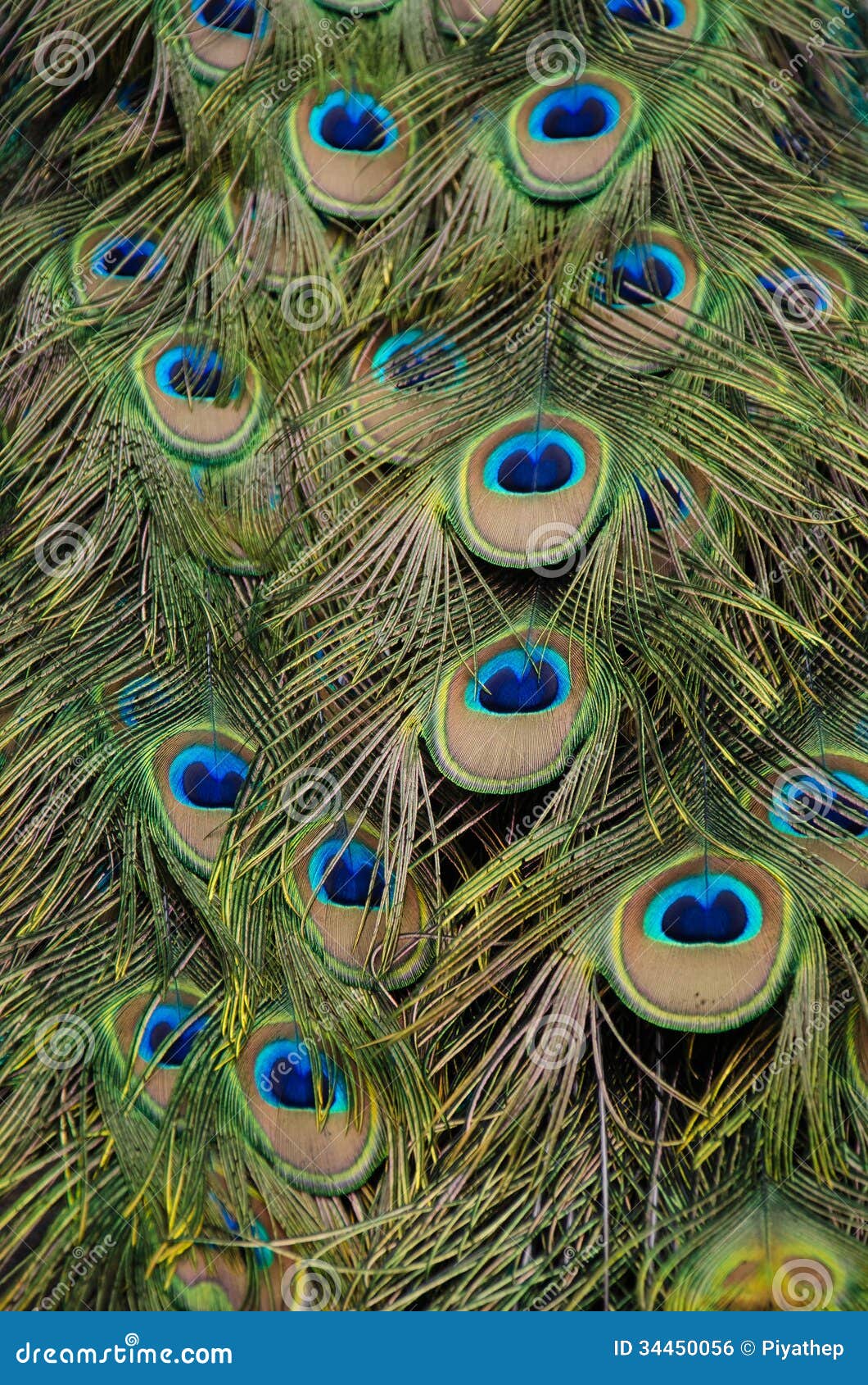 Peacock stock photo. Image of peacock, feather, animal - 34450056