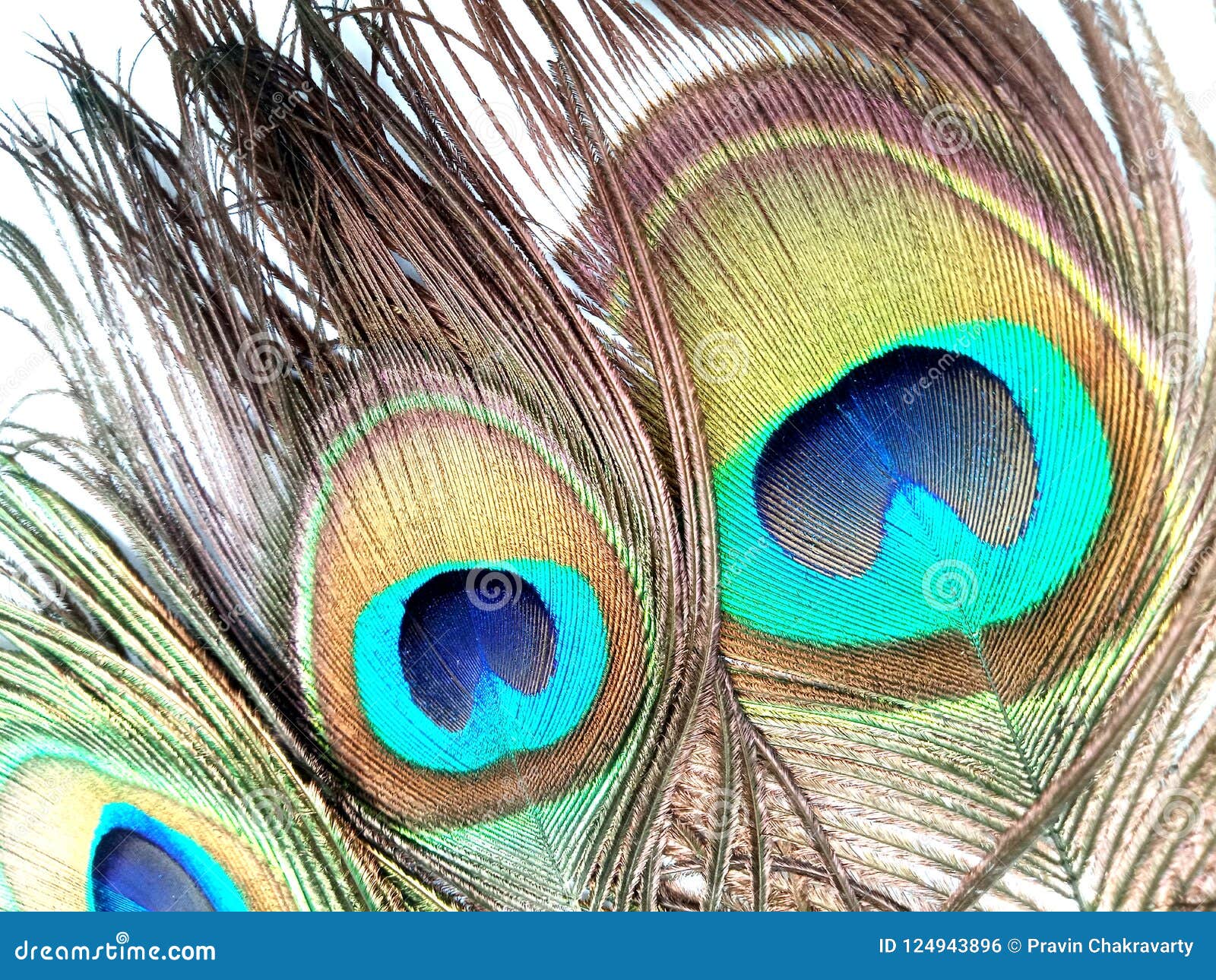 Peacock Feathers Close Up Isolated on a White Background. Stock Photo ...