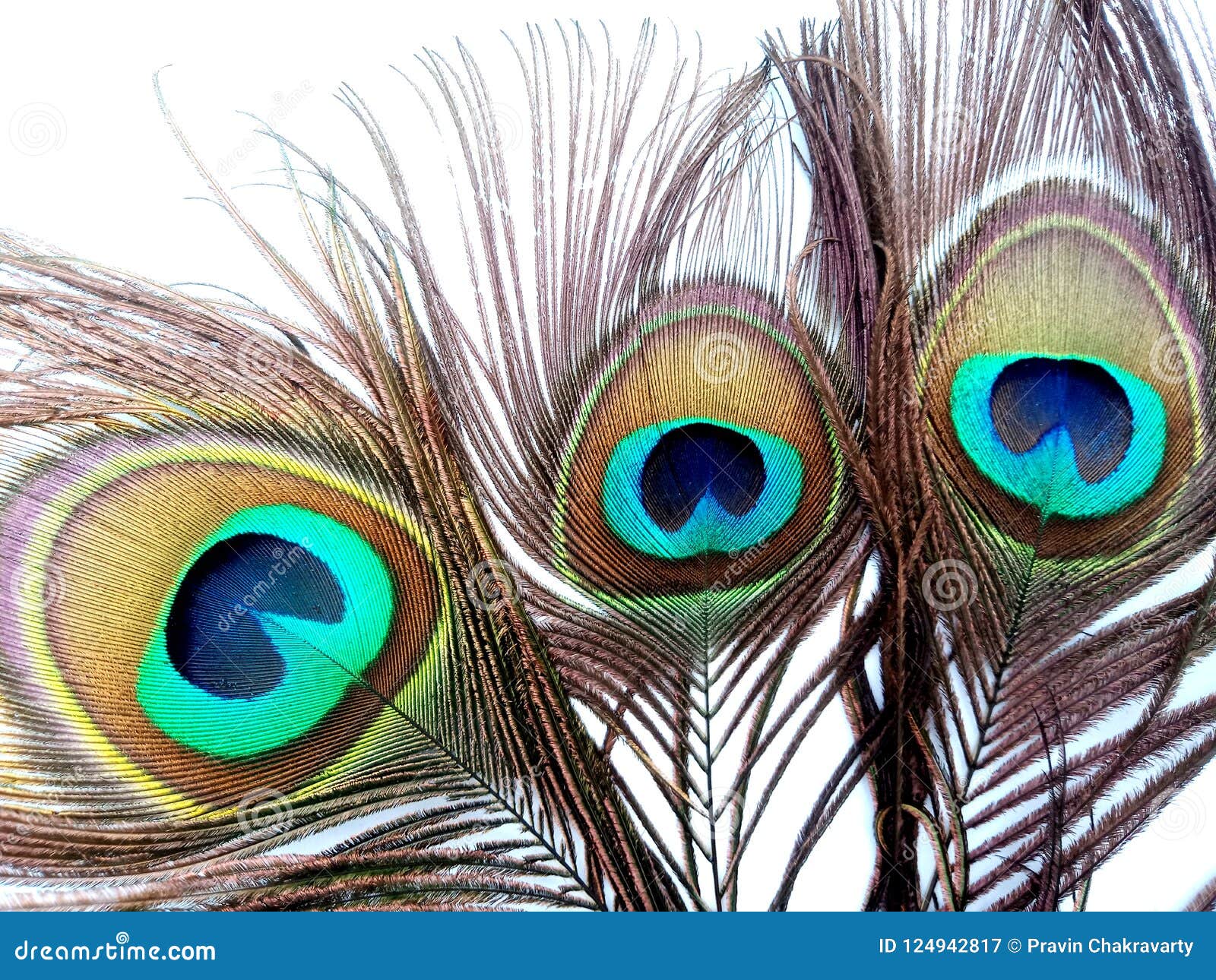 Peacock Feathers Close Up Isolated on a White Background. Stock Image ...