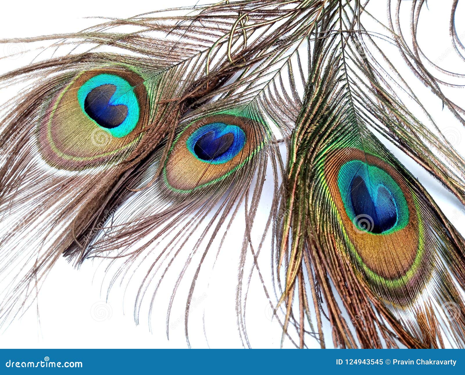 Peacock Feathers Close Up Isolated on a White Background. Stock Image ...