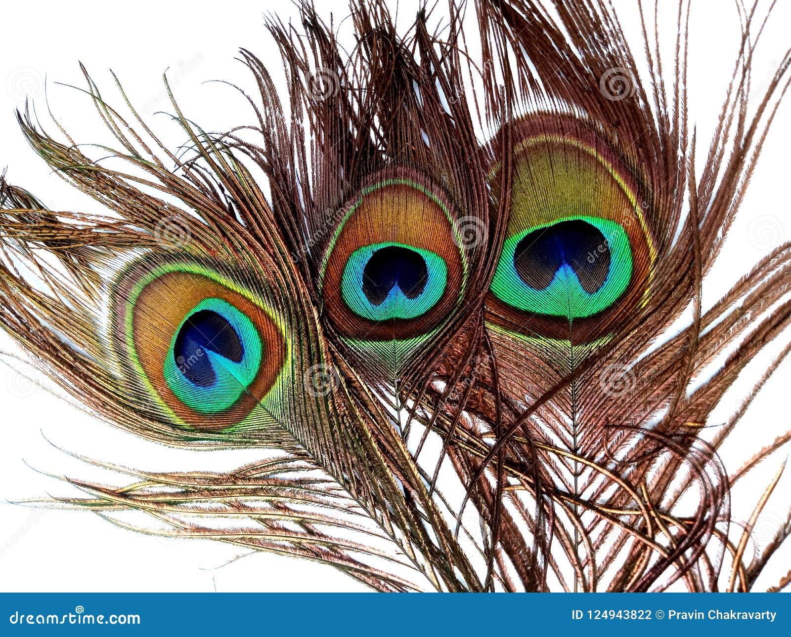 Peacock Feathers Close Up Isolated on a White Background. Stock Photo ...