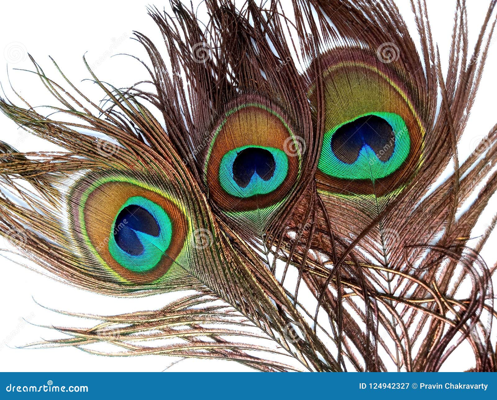 Peacock Feathers Isolated on a White Background. Stock Image - Image of ...