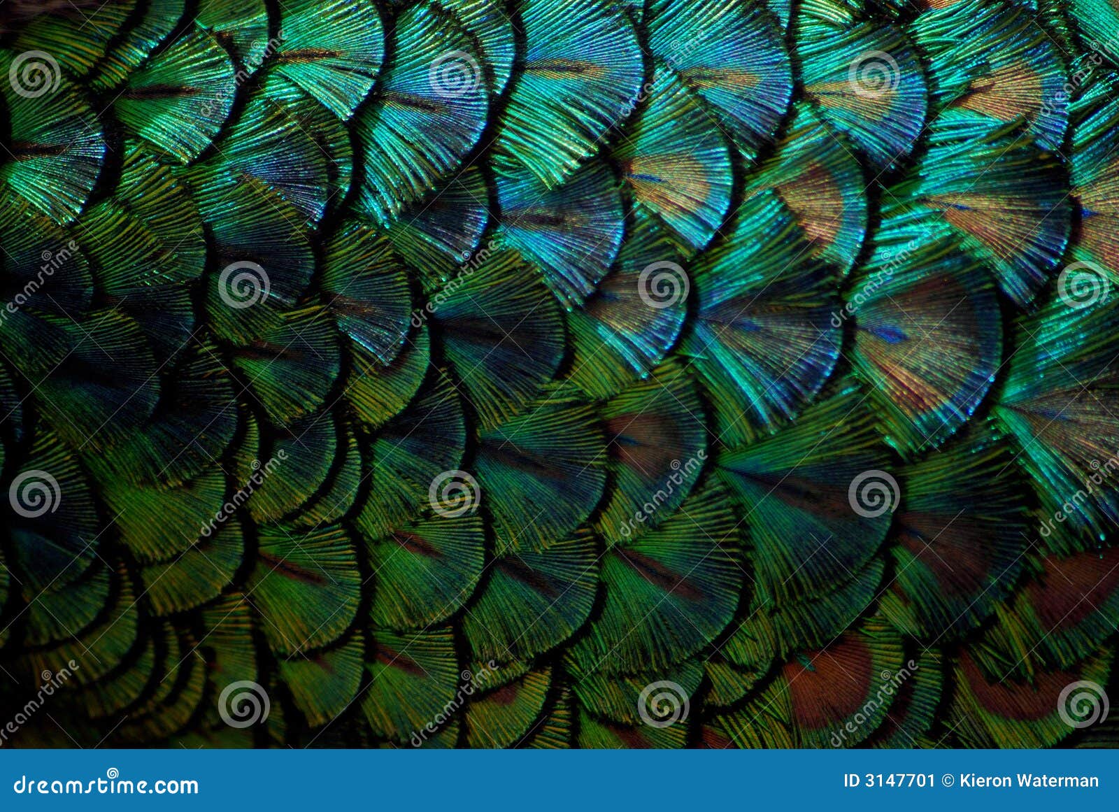 peacock feathers in macro