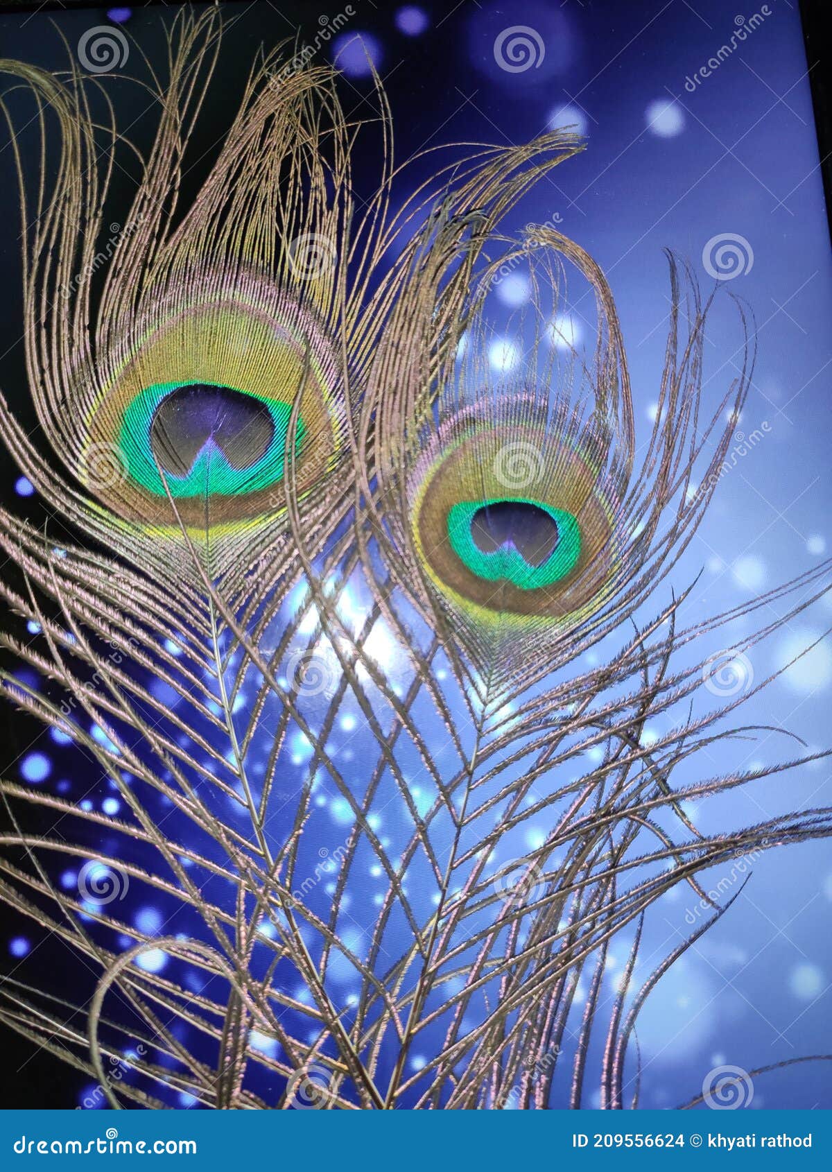 peacock fiddles blue background and couple
